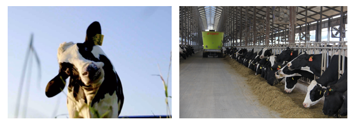 花花牛丨每天一杯奶，幸福健康喝出來?。?！