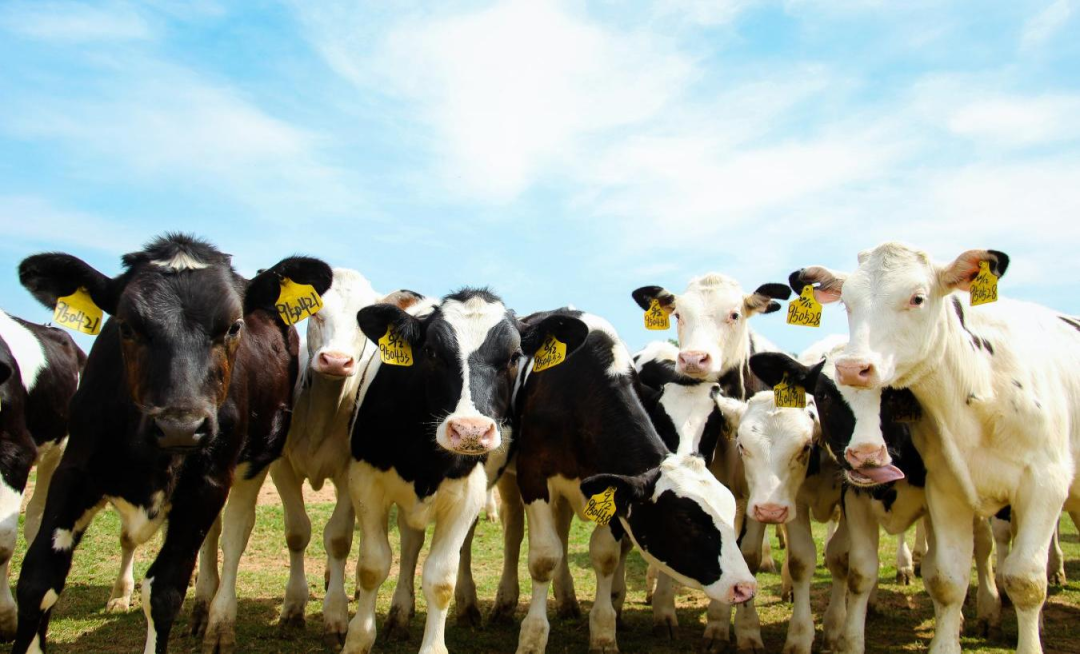 北京大學(xué)南南合作與發(fā)展學(xué)院教授、全球伙伴關(guān)系主任周詠梅一行蒞臨花花牛平輿瑞亞牧業(yè)參觀調(diào)研