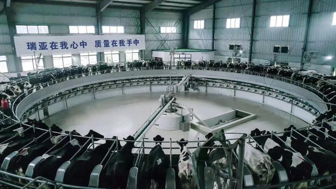 花花牛丨駐馬店市遂平縣政協(xié)黨組書(shū)記、主席張衛(wèi)東一行蒞臨花花牛魯山瑞亞牧場(chǎng)參觀