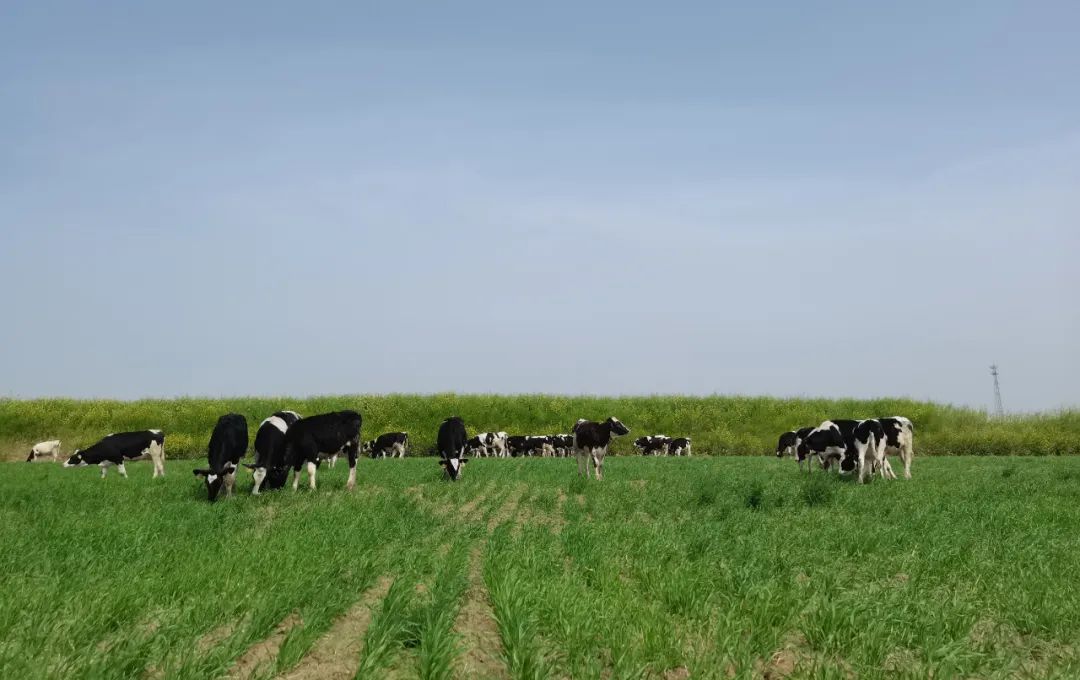 繼往開來 · 再創(chuàng)輝煌 | 花花牛乳業(yè)集團(tuán)召開9月營銷、養(yǎng)殖及飼料月度經(jīng)營工作會議