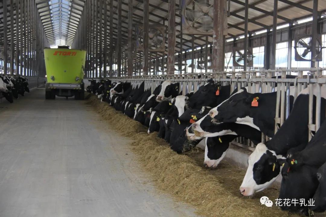 快訊 | 鄭州市人大常委會主任胡荃蒞臨河南瑞亞牧業(yè)調研