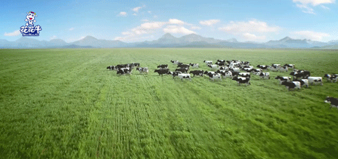 榮譽(yù) | “百家牛場青貯質(zhì)量評鑒活動”花花牛新蔡瑞亞牧業(yè)、河南合源乳業(yè)分別榮獲一、三等獎