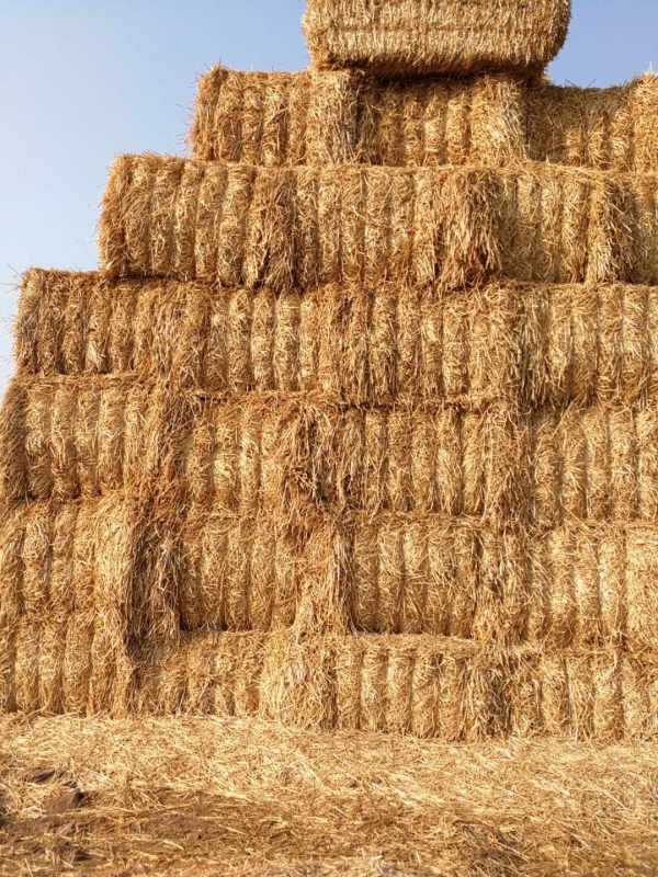 河南花花牛乳業(yè)集團(tuán)股份有限公司 2020年小麥秸稈訂單采購信息