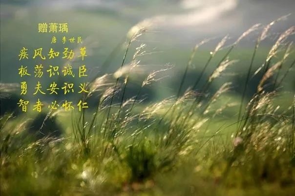花花牛 | 疾風(fēng)來臨，你是不是勁草？